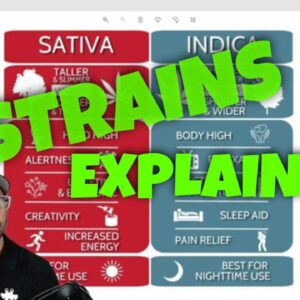 Difference Between Strains Explained | CBD Headquarters