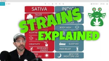 Difference Between Strains Explained | CBD Headquarters