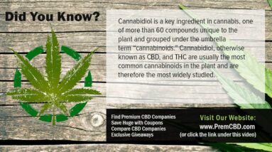 Does CBD Oil Contain Thc All About CBD